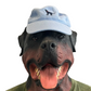 Southern Fried Cotton Black Dog Blue Hat